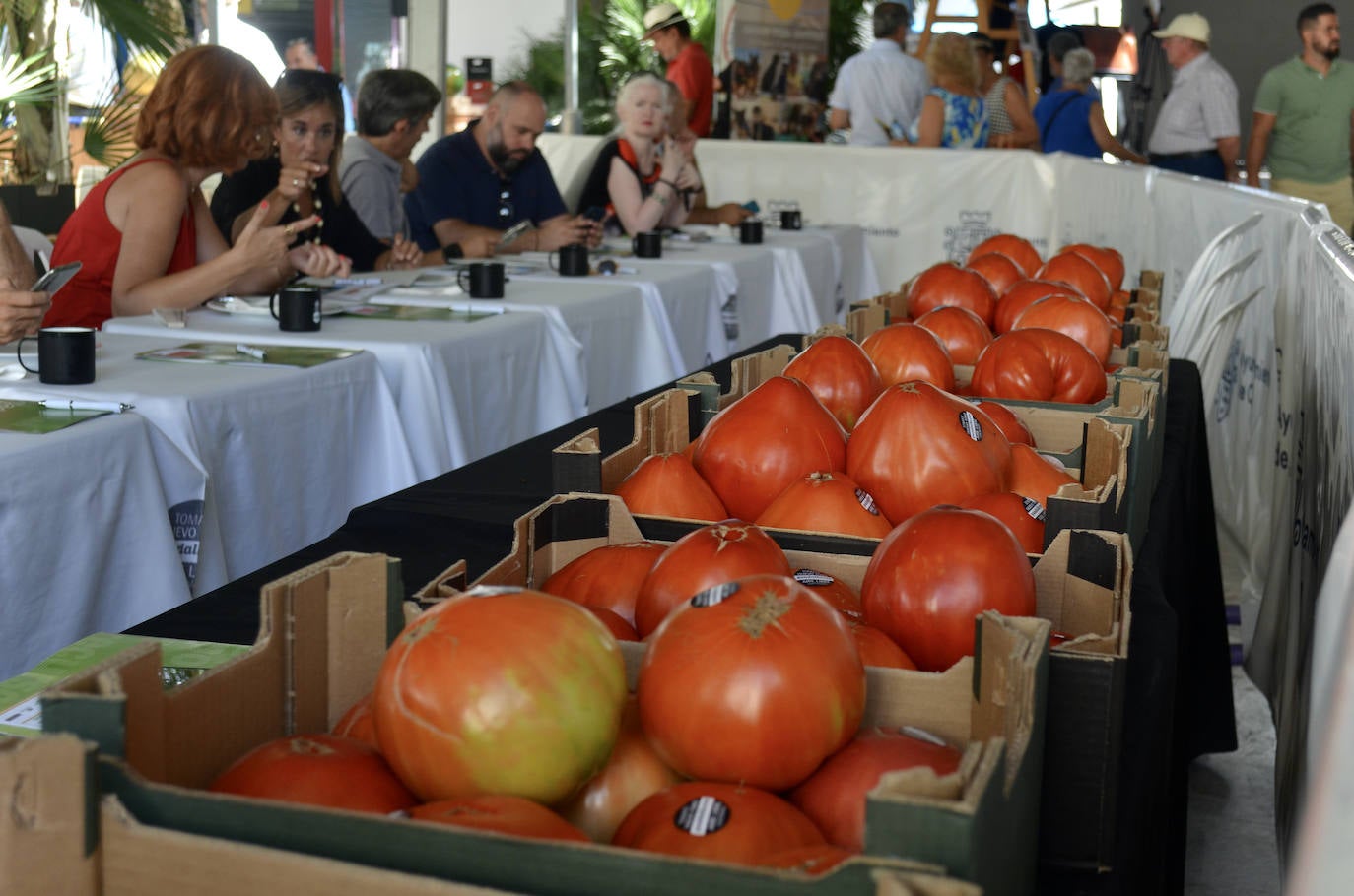 El mejor lote de tomate Huevo de Toro 2023
