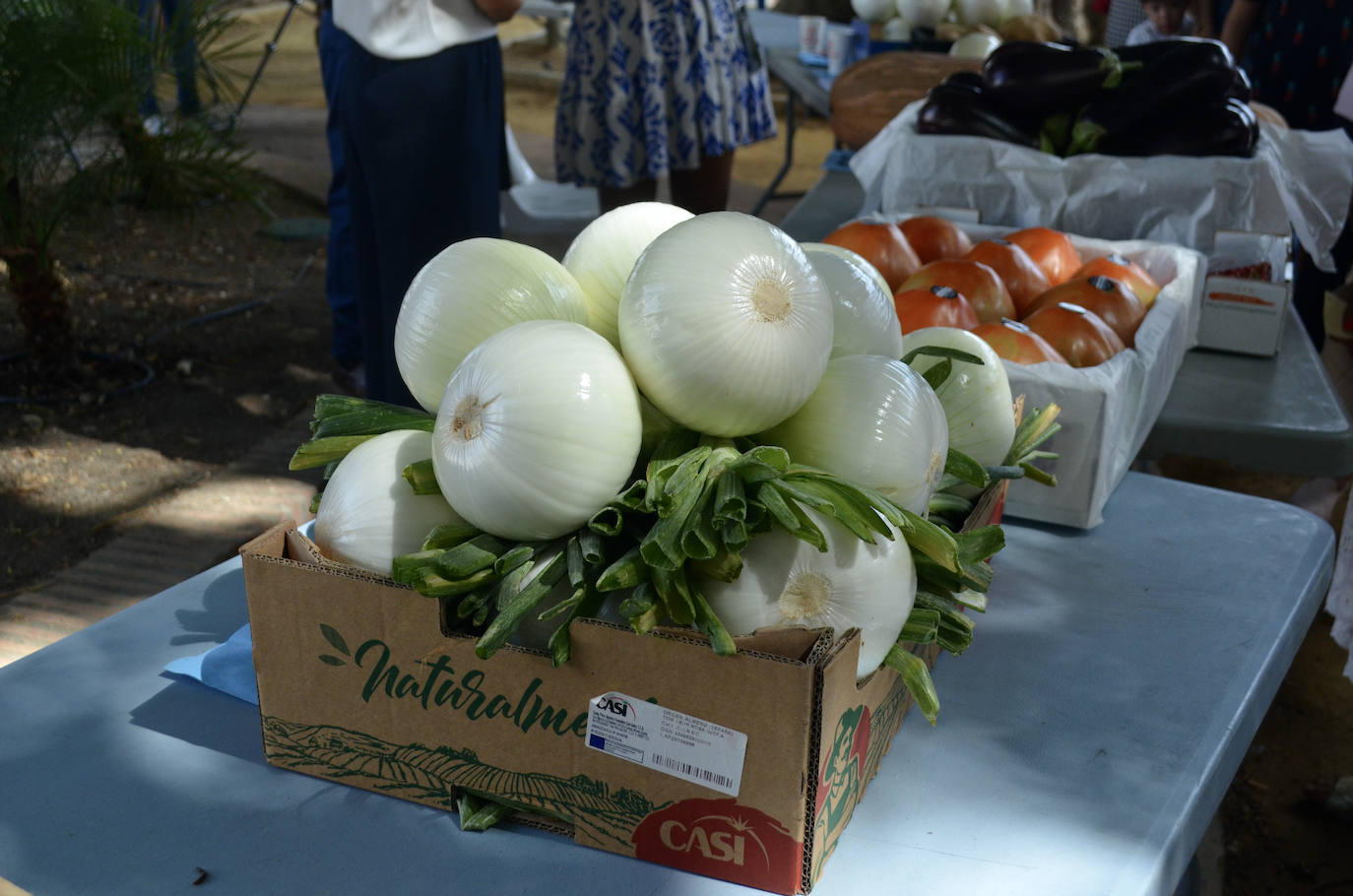 El mejor lote de tomate Huevo de Toro 2023