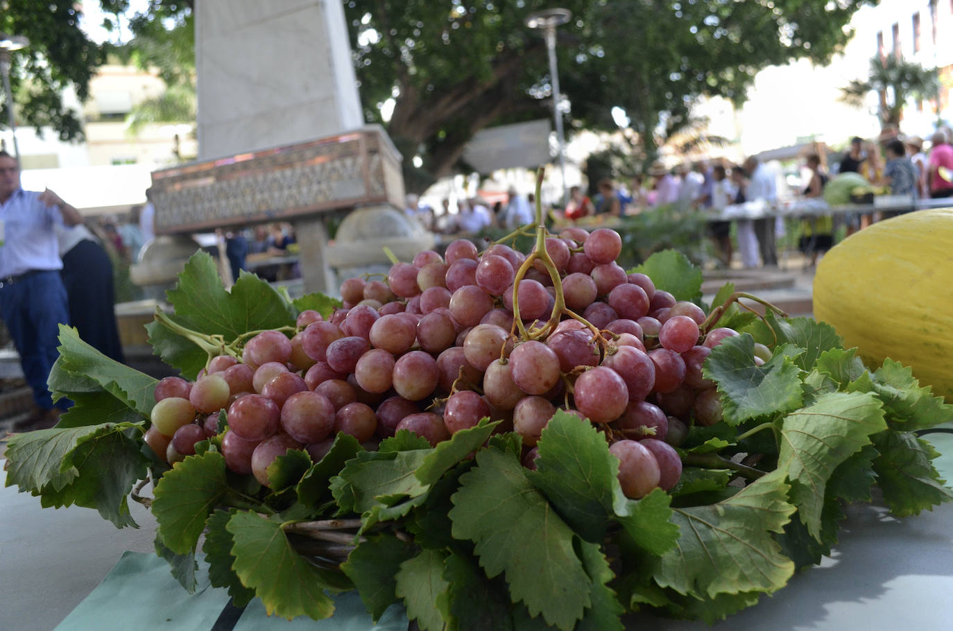 El mejor lote de tomate Huevo de Toro 2023