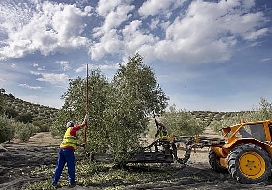 El Gobierno asigna más de 460.000 euros de la reserva nacional de pago básico a los ganaderos y agricultores andaluces
