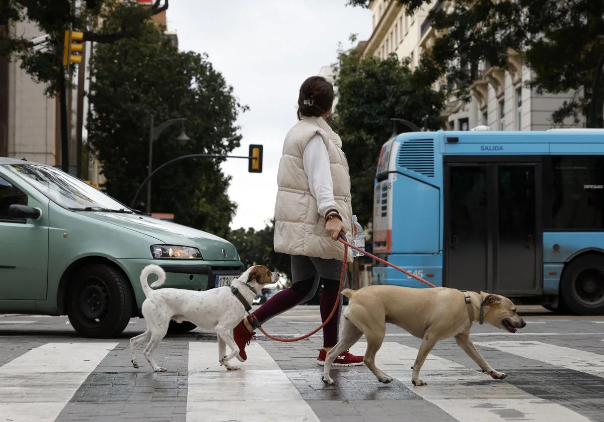 SEGURO DE RESPONSABILIDAD CIVIL  Seguro para perros: el cambio de última  hora en la Ley