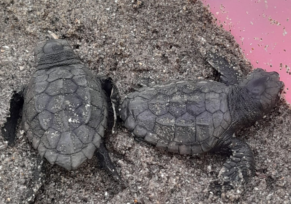 Nuevas tortugas bobas en Marbella.