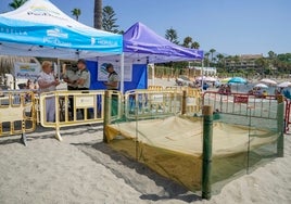 Operativo de seguridad en la playa de Nueva Andalucía para proteger el nido de tortuga boba.