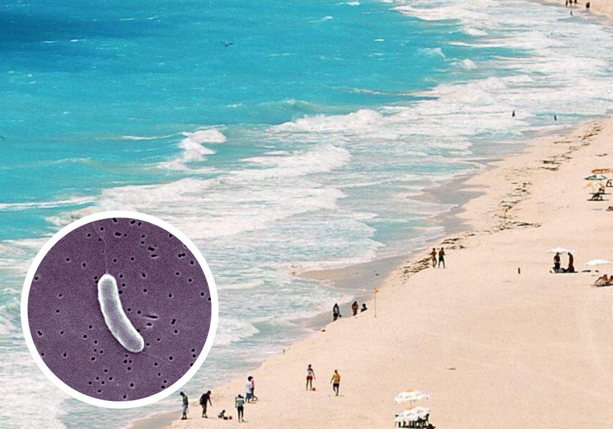 Imagen de archivo de una playa del golfo de México. A la izquierda, detalle de la bacteria Vibrio vulnificus.