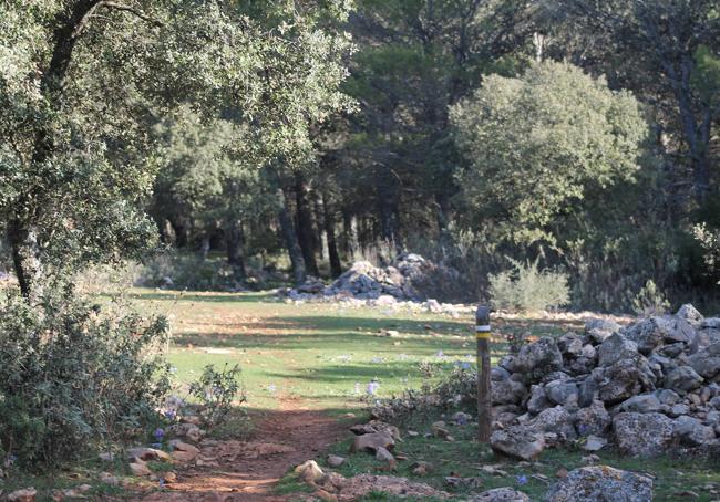 Bosque de las Carboneras.