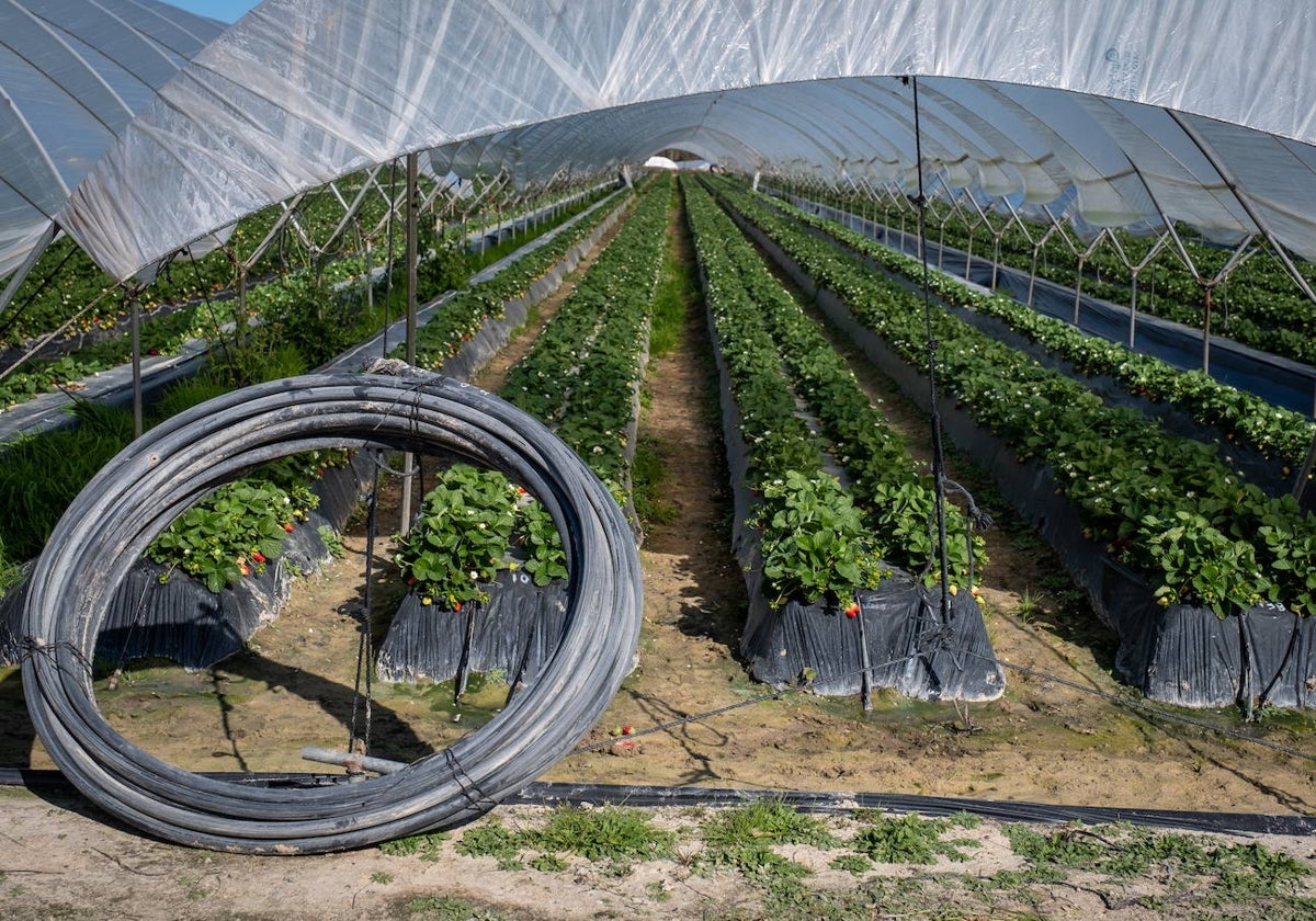 Explotación de fresas en el entorno de Doñana.