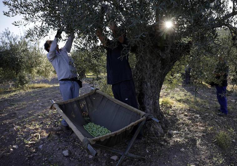 Investigadores confirman la resistencia a la verticilosis del olivo en tres nuevas variedades