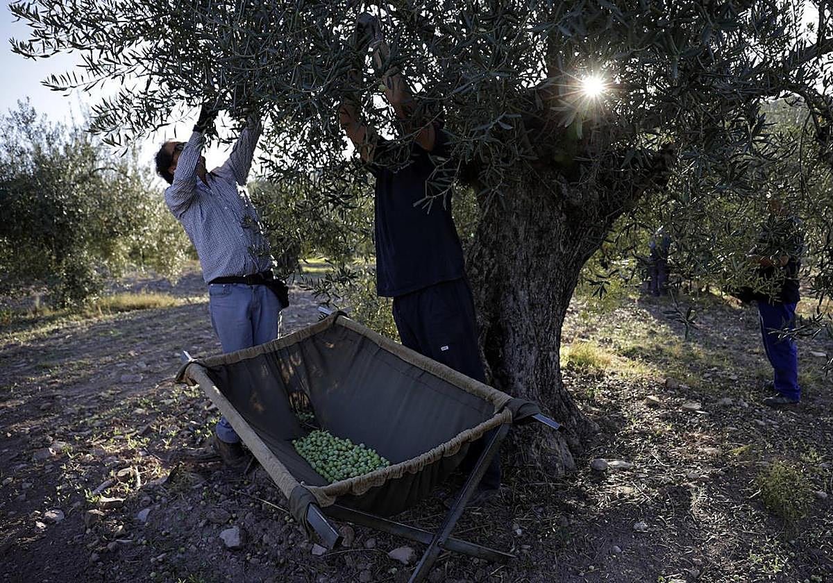 Investigadores confirman la resistencia a la verticilosis del olivo en tres nuevas variedades