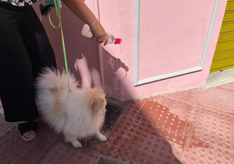 400 actas de denuncia por no recoger los excrementos de las mascotas en las calles de Mijas