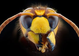Así es el avispón oriental