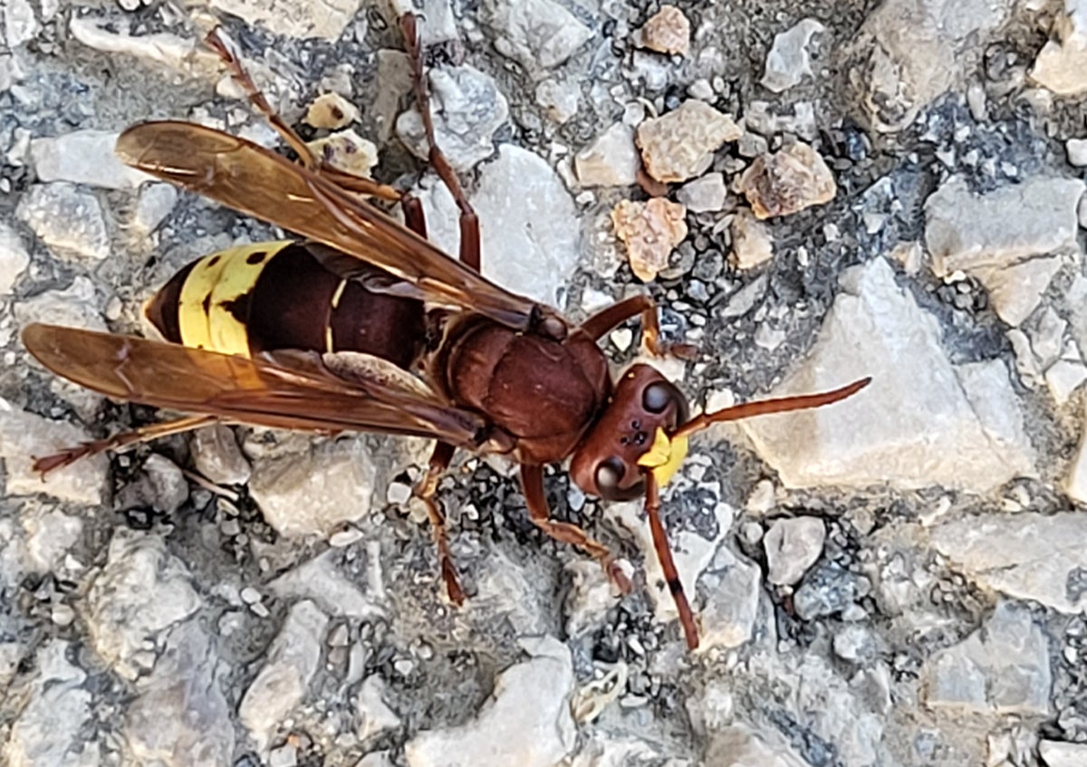 El avispón oriental fotografiado en Mijas hace un mes.