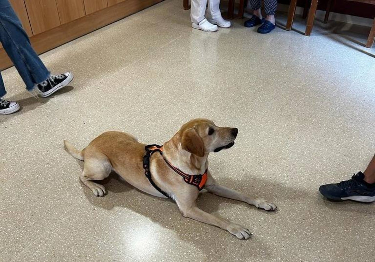 Uno de los perros de la Asociación Huellas Terapéuticas de Coín.