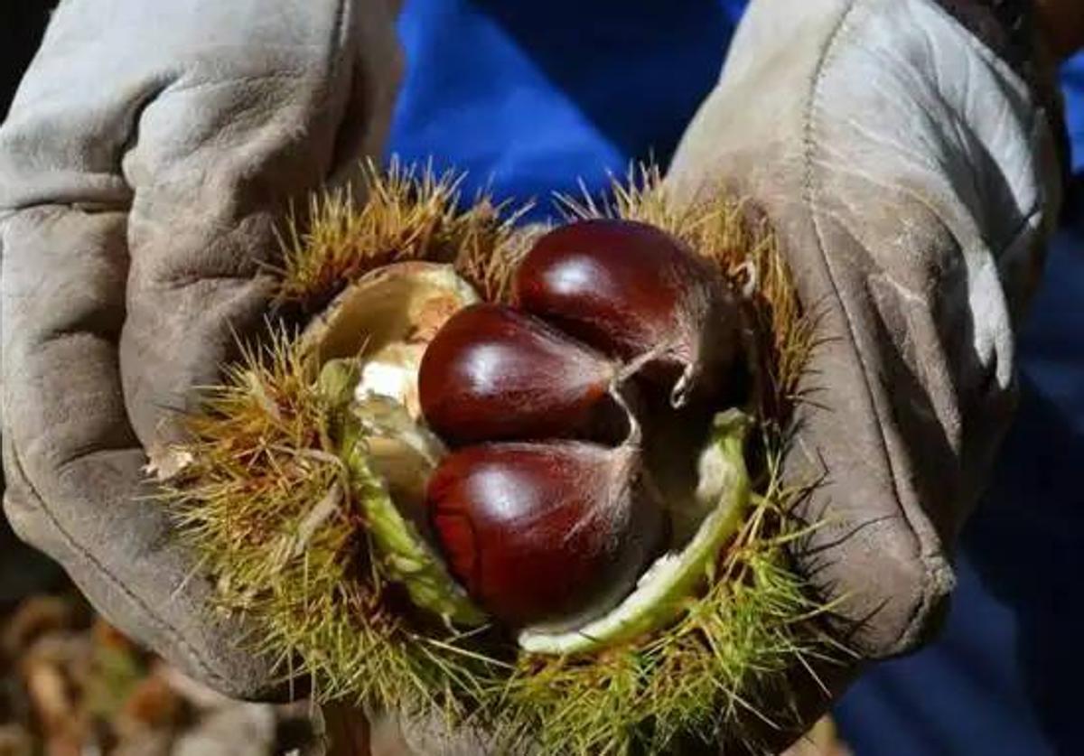 La Junta dice que los productores de castaña podrían elevar sus ayudas hasta cerca de 500 euros por hectárea