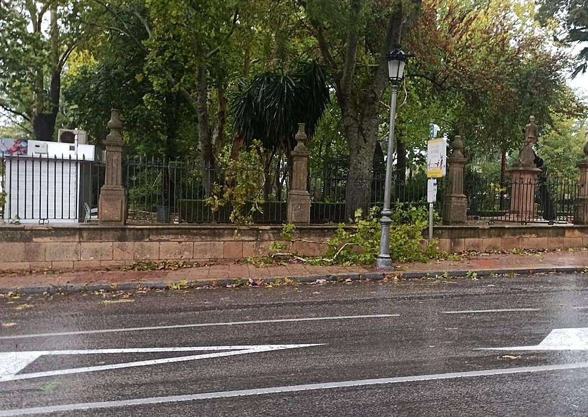 Imagen secundaria 1 - El temporal deja ramas caídas, anegaciones de calles y cortes de luz en Ronda