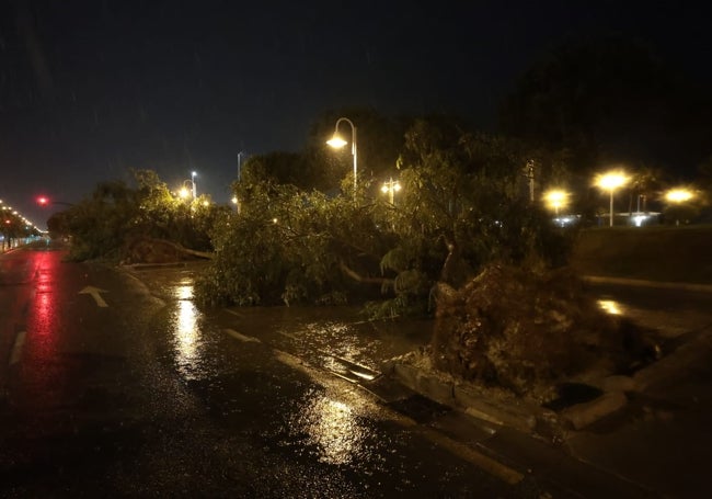 Hilera de árboles derribados por el viento en la calle Pacífico de Málaga.