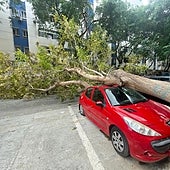Otro árbol se cae en Málaga y destroza un coche aparcado