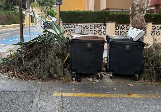 Ramas caídas apiladas en los contenedores.