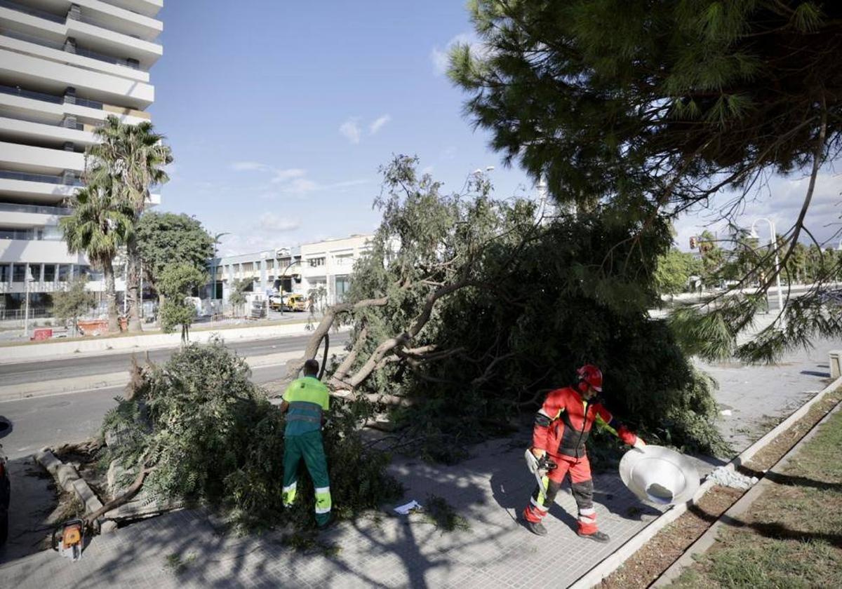 Efectos del viento, días atrás.