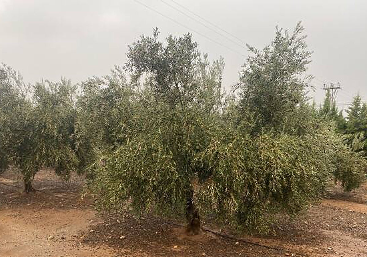 Una finca de olivos en Antequera, después de varios días de precipitaciones.