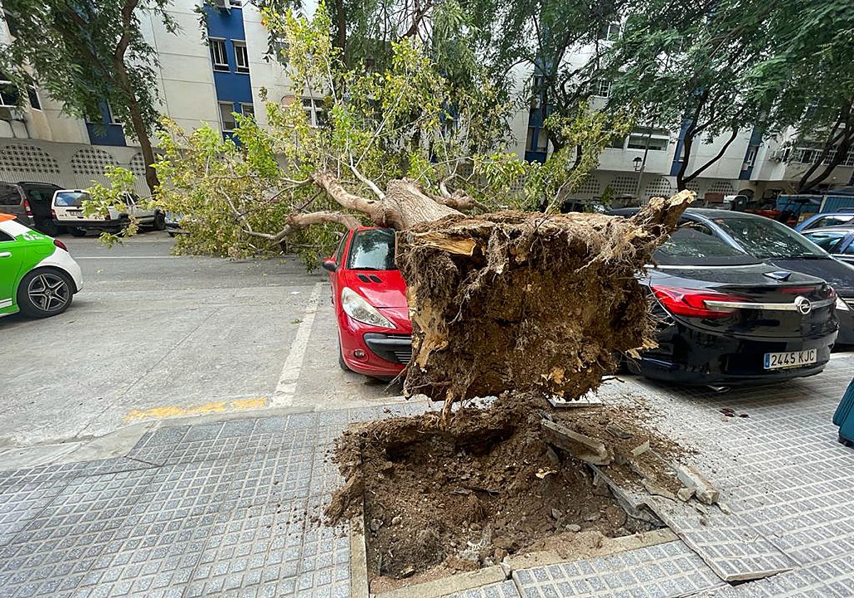 Árbol sin apenas raíces que cayó sobre un coche en la calle Góngora la semana pasada.