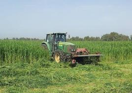 Más de 60 municipios andaluces tendrán un refuerzo de la ITV agrícola por la campaña de la aceituna