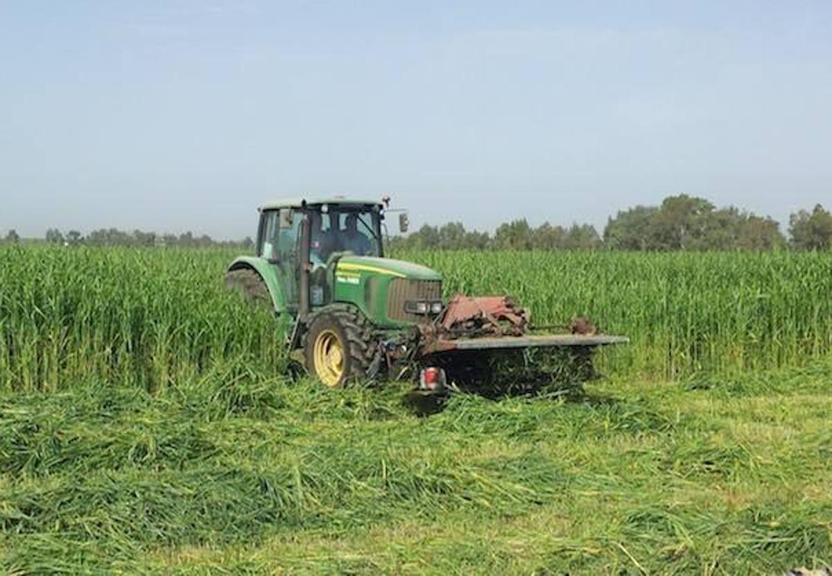 Más de 60 municipios andaluces tendrán un refuerzo de la ITV agrícola por la campaña de la aceituna