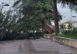 Uno de los árboles que tumbó el viento el pasado 23 de octubre.