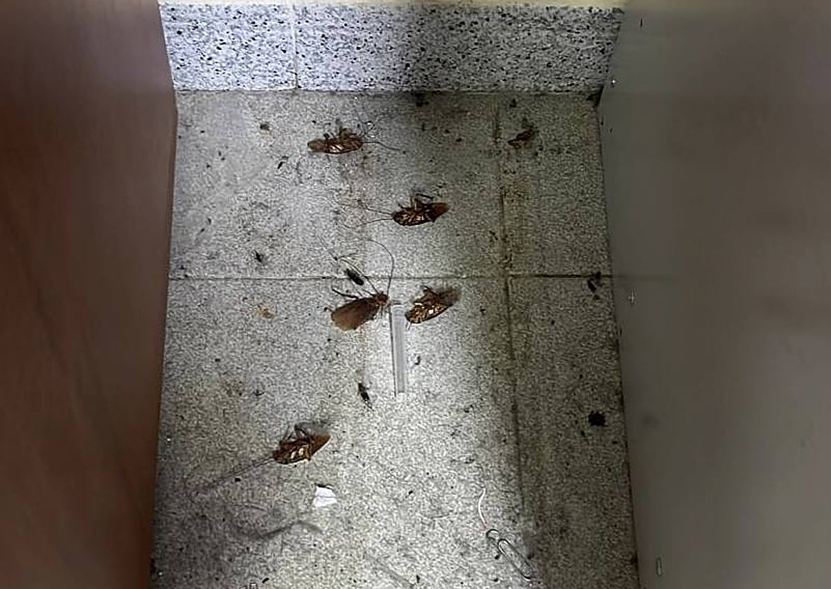 Imagen secundaria 1 - El suelo afectado por las humedades, las aguas fecales y las cucarachas que aparecen cada día en el centro.