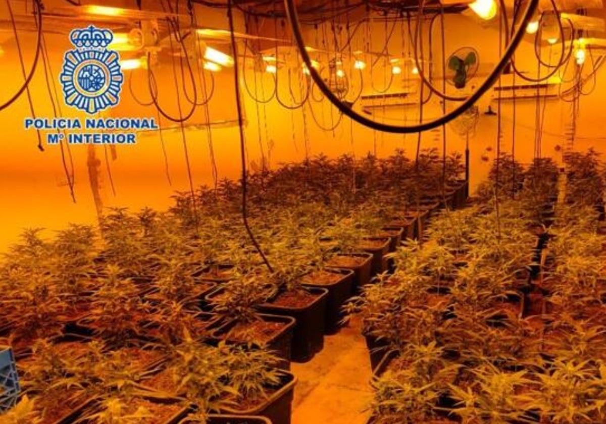 Imagen de archivo de una operación anterior de la Policía Nacional contra el cultivo 'indoor' de marihuana en Vélez-Málaga.