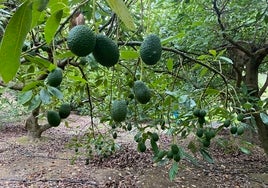 Imagen de archivo de una finca de aguacates en la Axarquía.