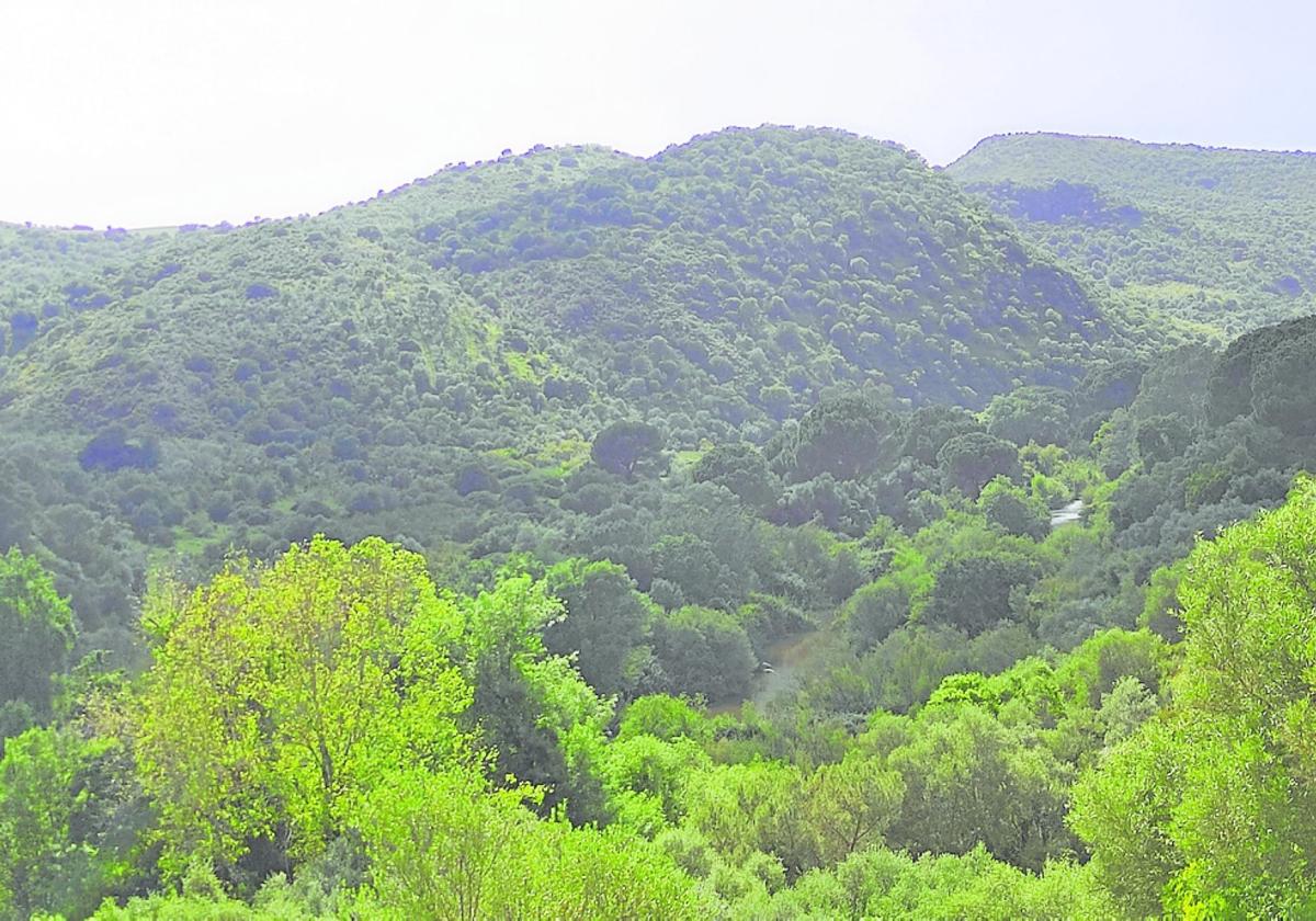 La Junta revisa su plan forestal para reforzar la lucha climática