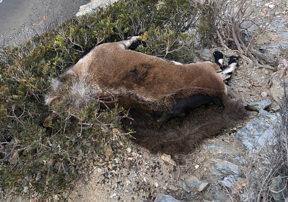 Denuncian la aparición de al menos tres cabras monteses decapitadas en el paraje natural de Maro-Cerro Gordo