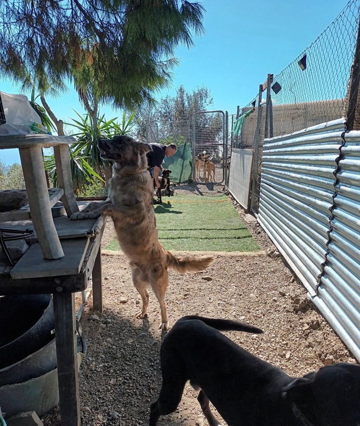 Imagen secundaria 2 - Tres imágenes de las instalaciones de la protectora en el Cerro de Beas y de los animales que son enviados para su adopción a otros países en avión, justo antes de embarcar en el aeropuerto de Málaga capital.