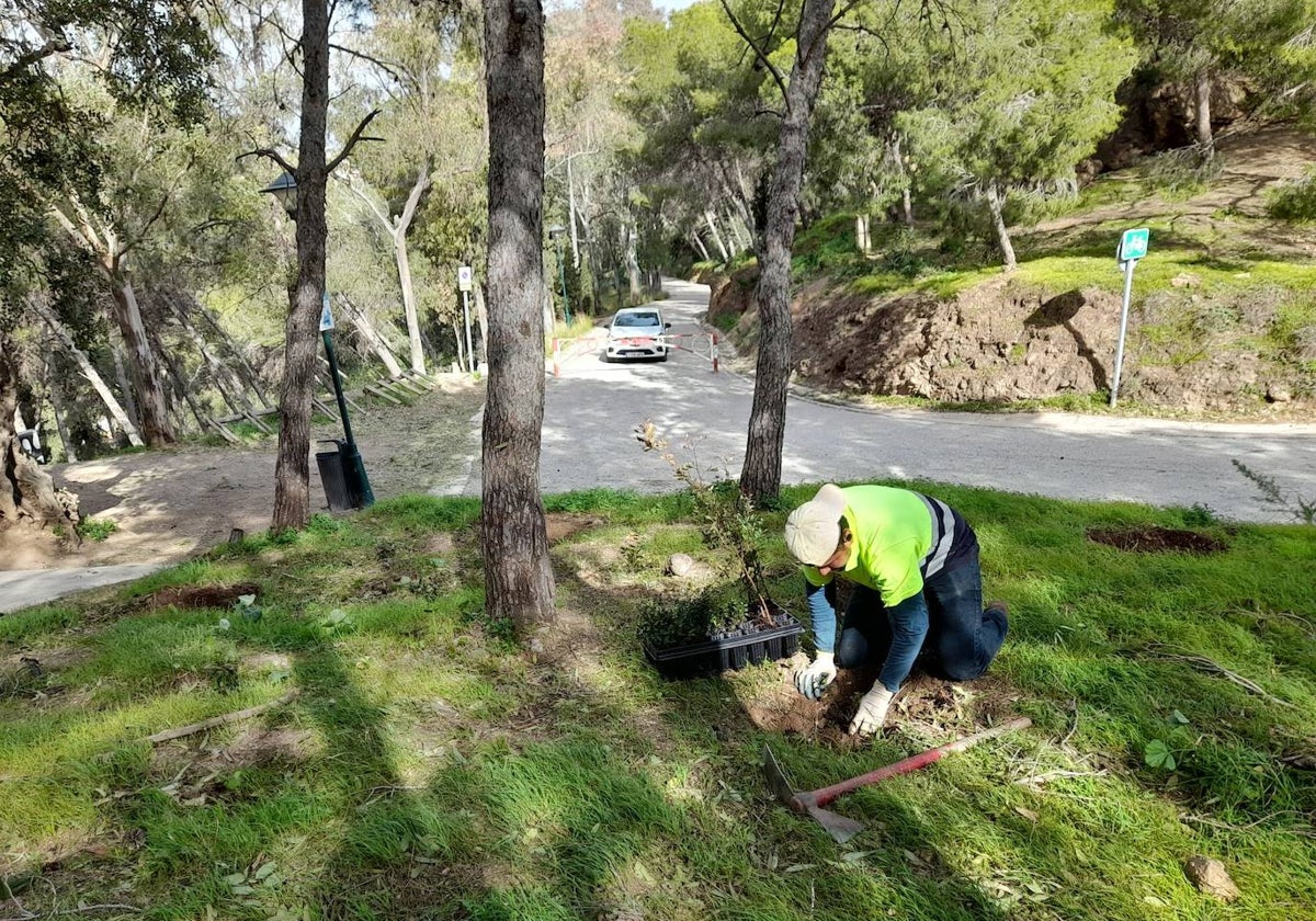 Un operario realiza tareas de siembra con plantones en el Monte Gibralfaro.