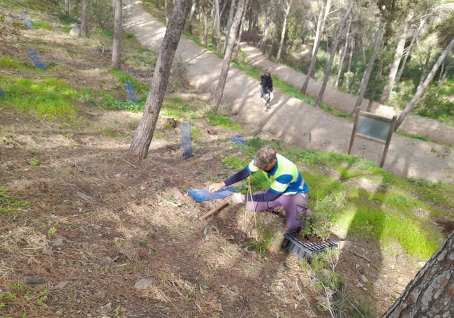 Trabajos de reforestación junto a uno de los senderos del Monte Gibralfaro.