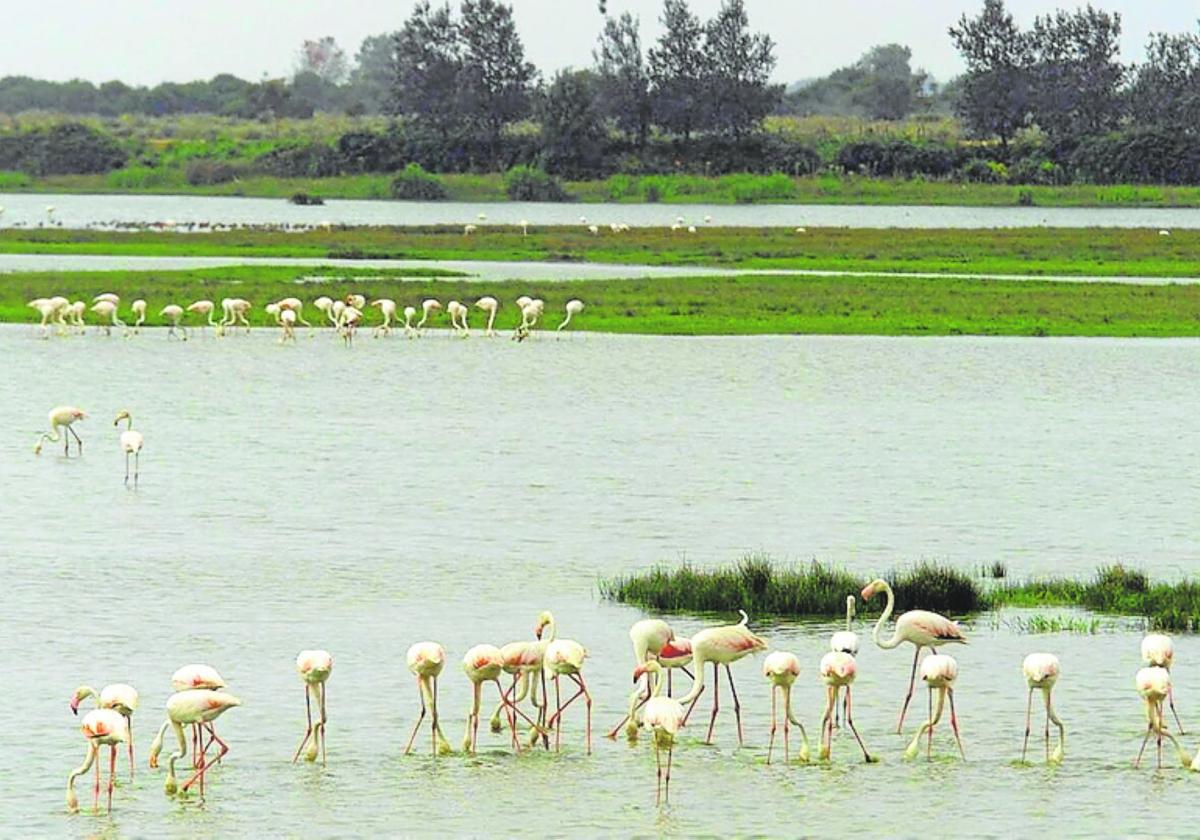 Flamencos en uno de los humedales de Doñana.