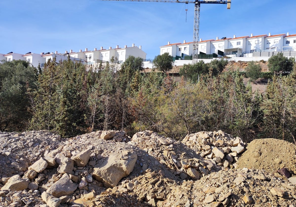 Ecologistas denuncian «un arboricidio» en Vélez-Málaga