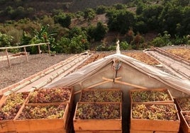 Pasas moscatel de Alejandría en un pasero de la comarca oriental malagueña.