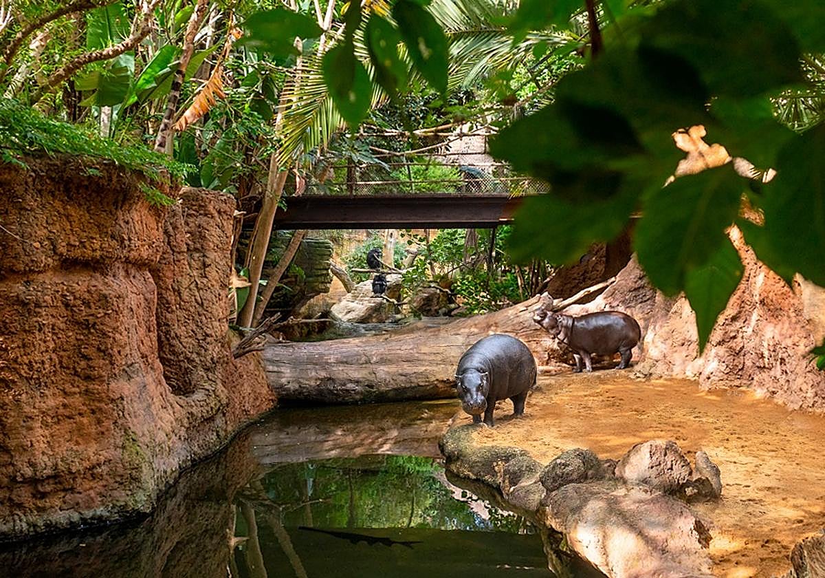 Hipopótamo puente chimpancés.