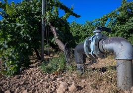 La agricultura pesa en la economía andaluza el doble que en el conjunto de España.