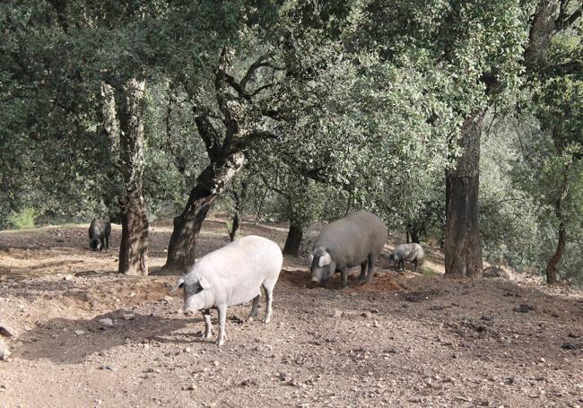 Cerdos ibéricos criados en monte adehesado de Langenal, en Faraján.