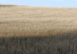 La imagen tomada el pasado mes de junio muestra un campo de trigo en la provincia de Málaga.