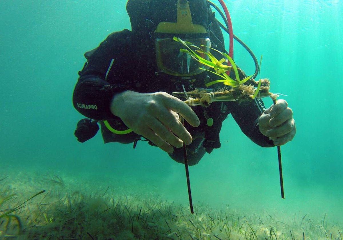 Un buzo muestra un ejemplar de posidonia durante una campaña de replantación.