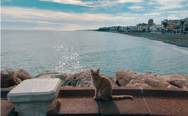 Imagen principal - Las colonias felinas de Torremolinos, el peculiar &#039;hogar&#039; de los gatos callejeros