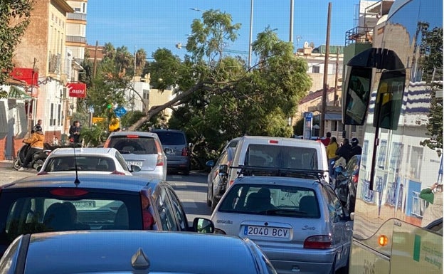 Caravana provocada por la caída del árbol. 