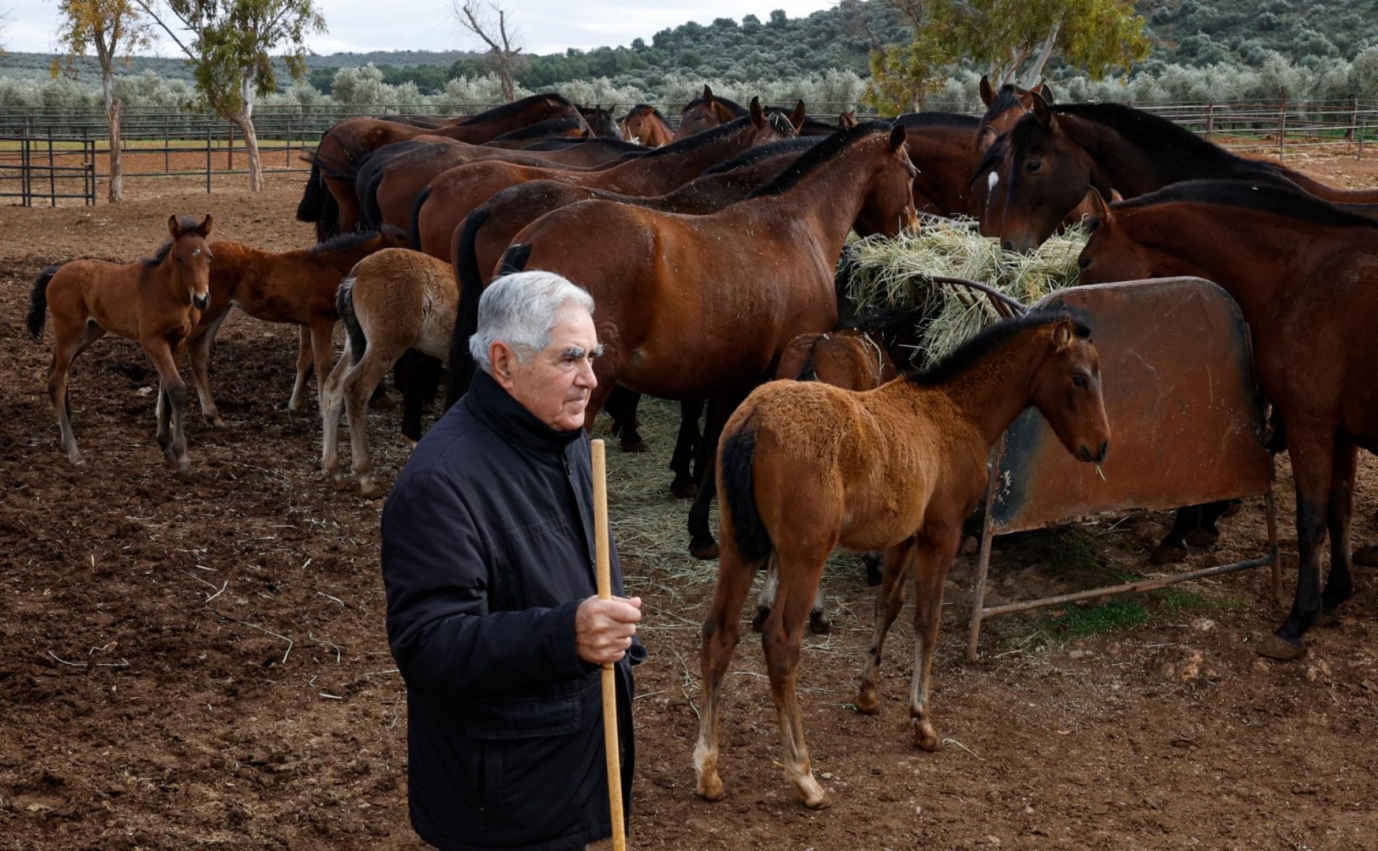 Francisco Santiago observa a sus caballos en la finca Los Perales. 