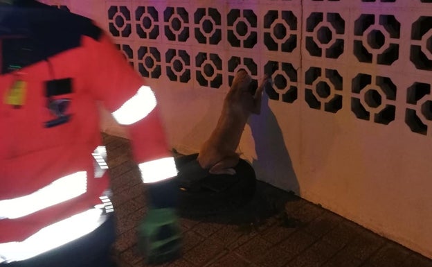 El animal, junto a uno de los bomberos que intervinieron. 