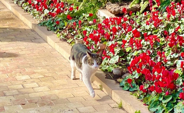 El gato que se coló en la Casona.