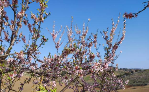 Contrastes. La floración de los almendros, más efímera, también aporta colorido al paisaje. 