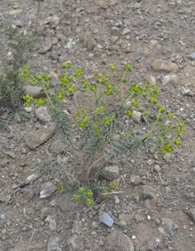 Imagen secundaria 2 - Nueva planta hallada en el Valle del Guadalhorce. F.C.S/N.H.